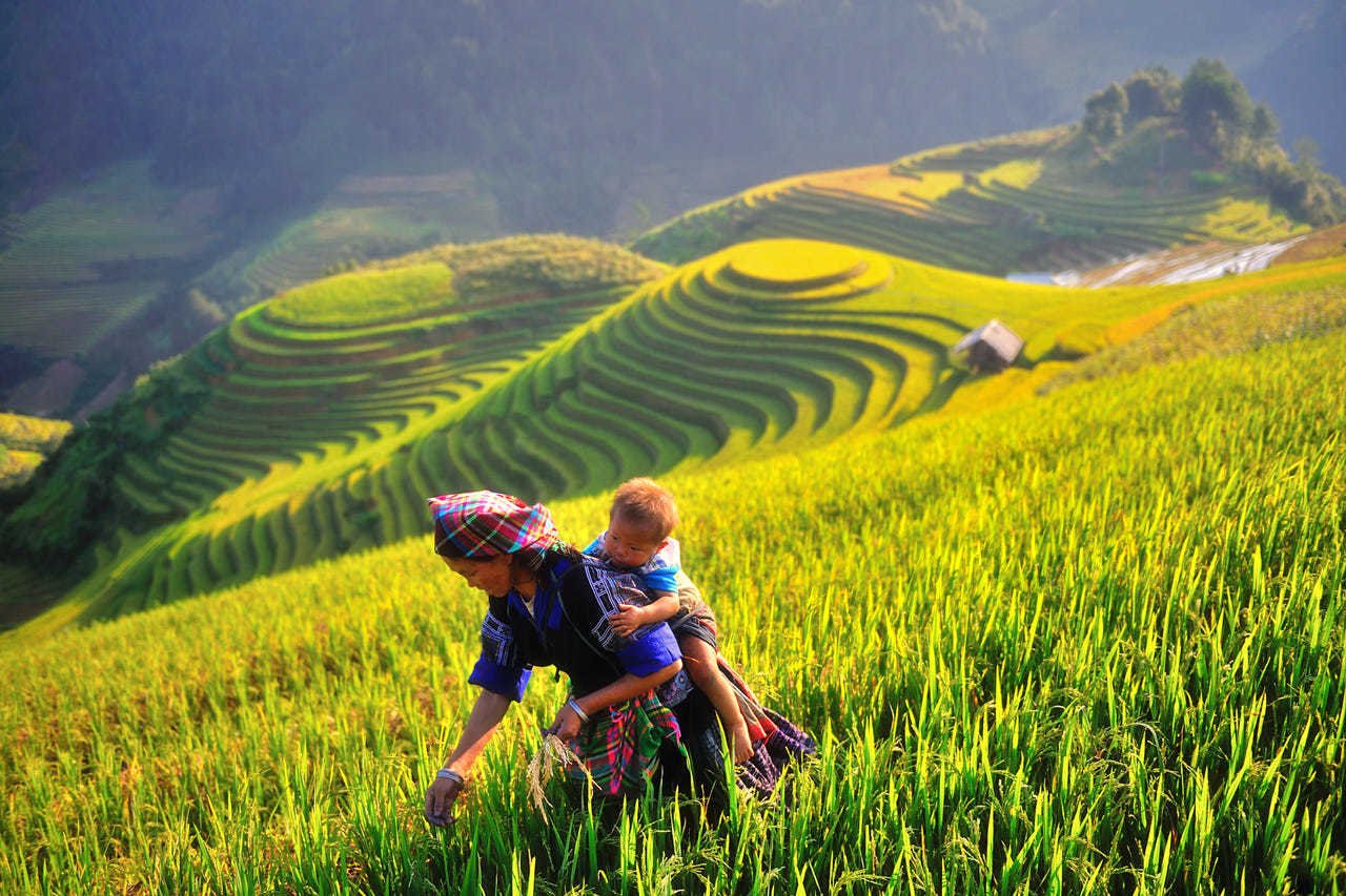 Pedaling the Peaks of Gold: The Ultimate Mu Cang Chai Cycling Tour Guide